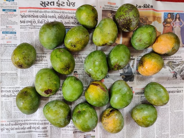 Principal- Horticulture Polytechnic Navsari presented off-season Alphonso mango to Hon’ble Vice-Chancellor