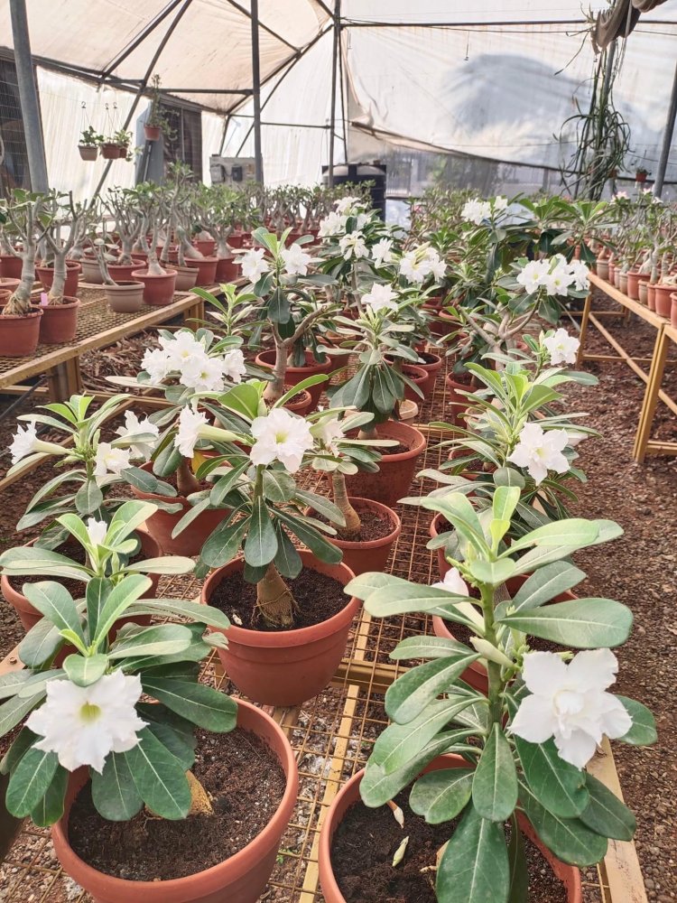 Hon'ble Vice-Chancellor Dr. Z. P. Patel visited Advance Technology Centre of soilless system for various crops at ACoH, Navsari.