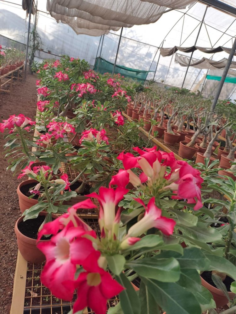 Hon'ble Vice-Chancellor Dr. Z. P. Patel visited Advance Technology Centre of soilless system for various crops at ACoH, Navsari.