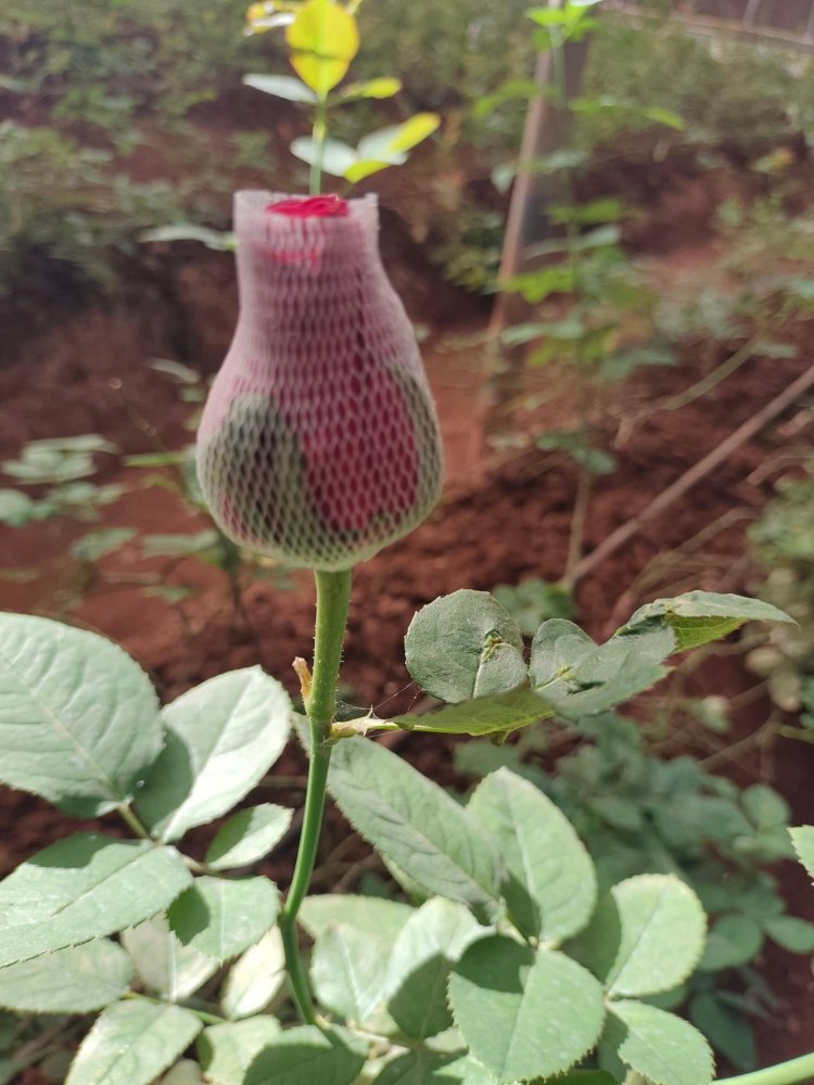 Hon'ble Vice-Chancellor Dr. Z. P. Patel visited Greenhouse Complex, ASPEE College of Horticulture on February 10, 2023.