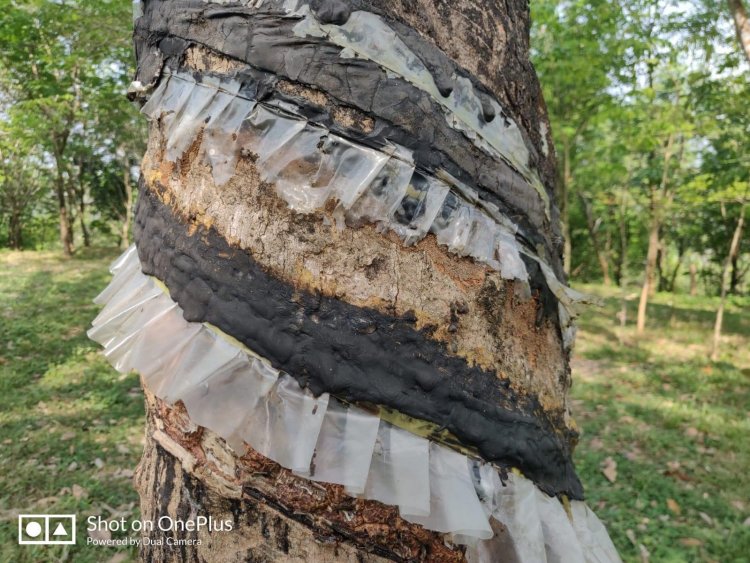 The Rubber Board and Digital University of Kerala has developed a Comprehensive Rubber Information System Platform (CRISP) for the rubber growers of Kerala.