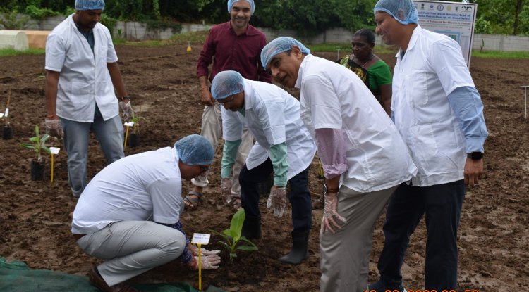 Hon'ble Vice-Chancellor Dr. Z. P. Patel, accompanied by Dr. T. R. Ahlawat, Director of Research, and Dr. V. R. Naik, ADR, marked a historic moment by planting GE Banana plants in Gujarat for the first time. 