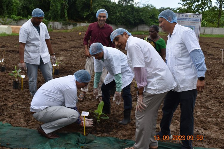 Hon'ble Vice-Chancellor Dr. Z. P. Patel, accompanied by Dr. T. R. Ahlawat, Director of Research, and Dr. V. R. Naik, ADR, marked a historic moment by planting GE Banana plants in Gujarat for the first time. 