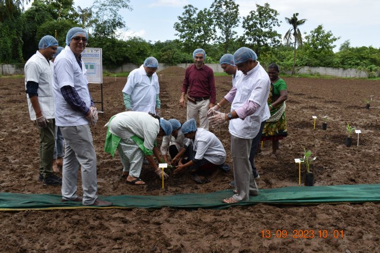 Hon'ble Vice-Chancellor Dr. Z. P. Patel, accompanied by Dr. T. R. Ahlawat, Director of Research, and Dr. V. R. Naik, ADR, marked a historic moment by planting GE Banana plants in Gujarat for the first time. 