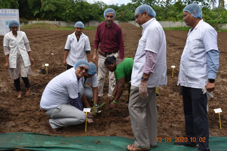 Hon'ble Vice-Chancellor Dr. Z. P. Patel, accompanied by Dr. T. R. Ahlawat, Director of Research, and Dr. V. R. Naik, ADR, marked a historic moment by planting GE Banana plants in Gujarat for the first time. 