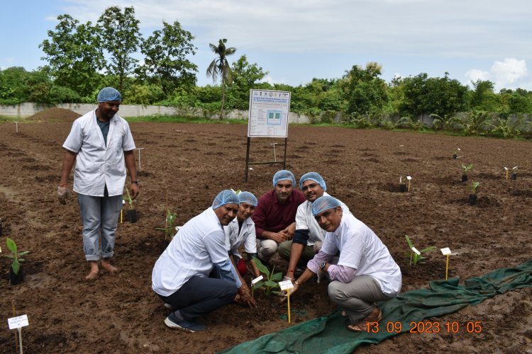 Hon'ble Vice-Chancellor Dr. Z. P. Patel, accompanied by Dr. T. R. Ahlawat, Director of Research, and Dr. V. R. Naik, ADR, marked a historic moment by planting GE Banana plants in Gujarat for the first time. 