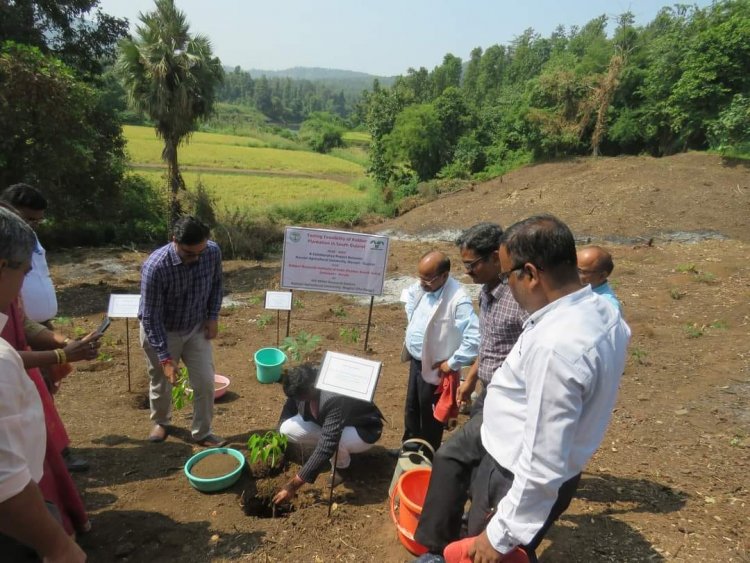 The 'Rubber Plantation Ceremony' held at Rambhas Farm, HMRS, Waghai on October 19, 2023, was graced by the esteemed presence of Hon’ble Vice-Chancellor Dr. Z. P. Patel. 