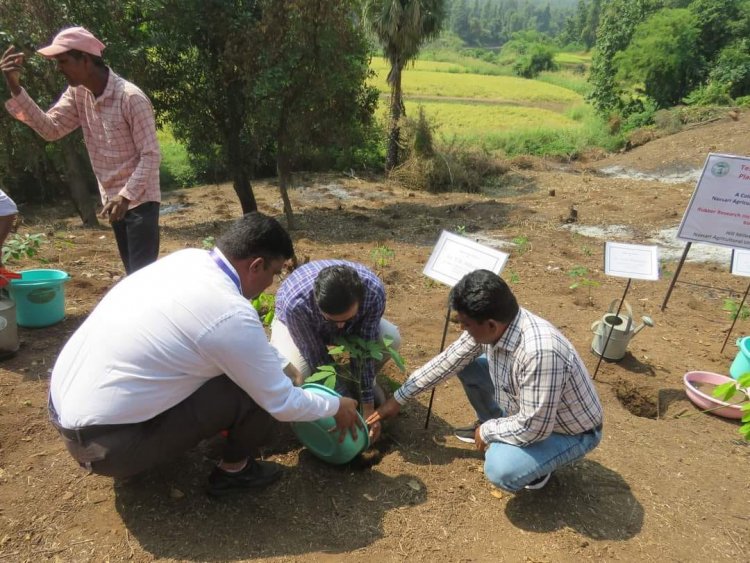 The 'Rubber Plantation Ceremony' held at Rambhas Farm, HMRS, Waghai on October 19, 2023, was graced by the esteemed presence of Hon’ble Vice-Chancellor Dr. Z. P. Patel. 