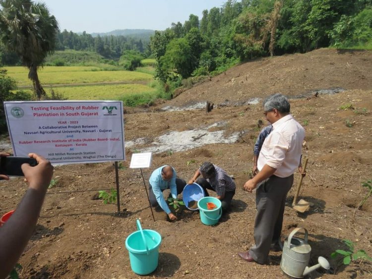 The 'Rubber Plantation Ceremony' held at Rambhas Farm, HMRS, Waghai on October 19, 2023, was graced by the esteemed presence of Hon’ble Vice-Chancellor Dr. Z. P. Patel. 