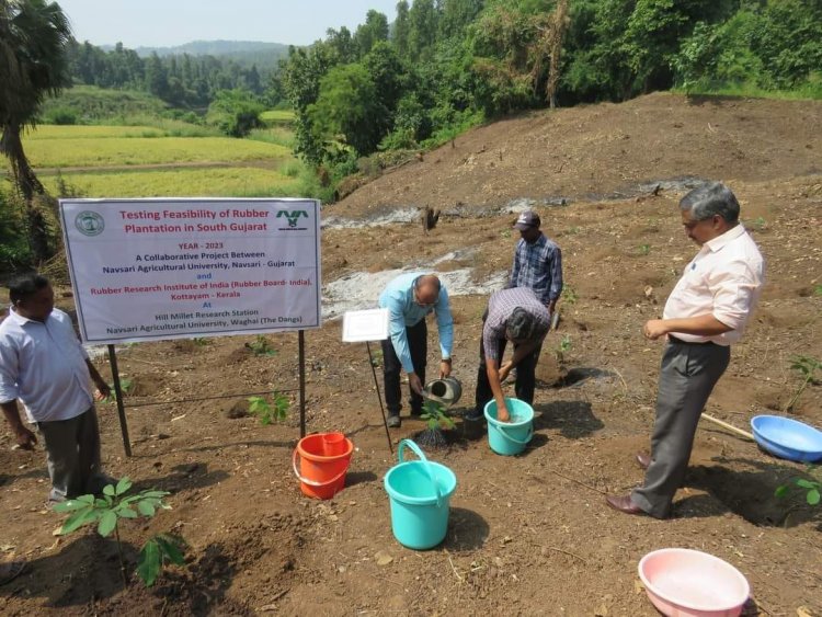 The 'Rubber Plantation Ceremony' held at Rambhas Farm, HMRS, Waghai on October 19, 2023, was graced by the esteemed presence of Hon’ble Vice-Chancellor Dr. Z. P. Patel. 