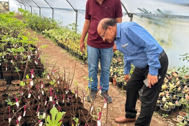 Hon’ble Vice-Chancellor Dr. Z. P. Patel along with Dr. Harshaben Patel paid a visit to the farm owned by Shri Jayeshbhai Patel, a revered progressive farmer and recipient of National and State-level awards, situated in Village Bharadia, Taluka-Valia, Dist- Bharuch 