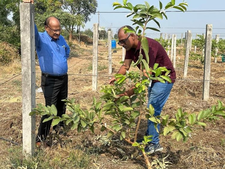 Hon’ble Vice-Chancellor Dr. Z. P. Patel along with Dr. Harshaben Patel paid a visit to the farm owned by Shri Jayeshbhai Patel, a revered progressive farmer and recipient of National and State-level awards, situated in Village Bharadia, Taluka-Valia, Dist- Bharuch 