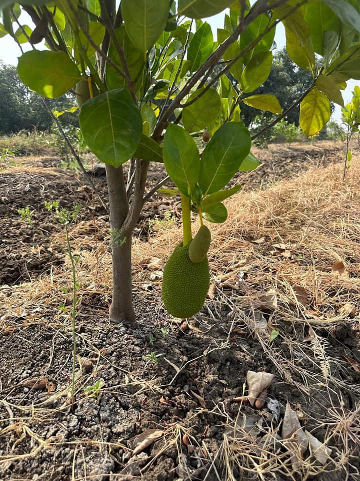 Hon’ble Vice-Chancellor Dr. Z. P. Patel along with Dr. Harshaben Patel paid a visit to the farm owned by Shri Jayeshbhai Patel, a revered progressive farmer and recipient of National and State-level awards, situated in Village Bharadia, Taluka-Valia, Dist- Bharuch 