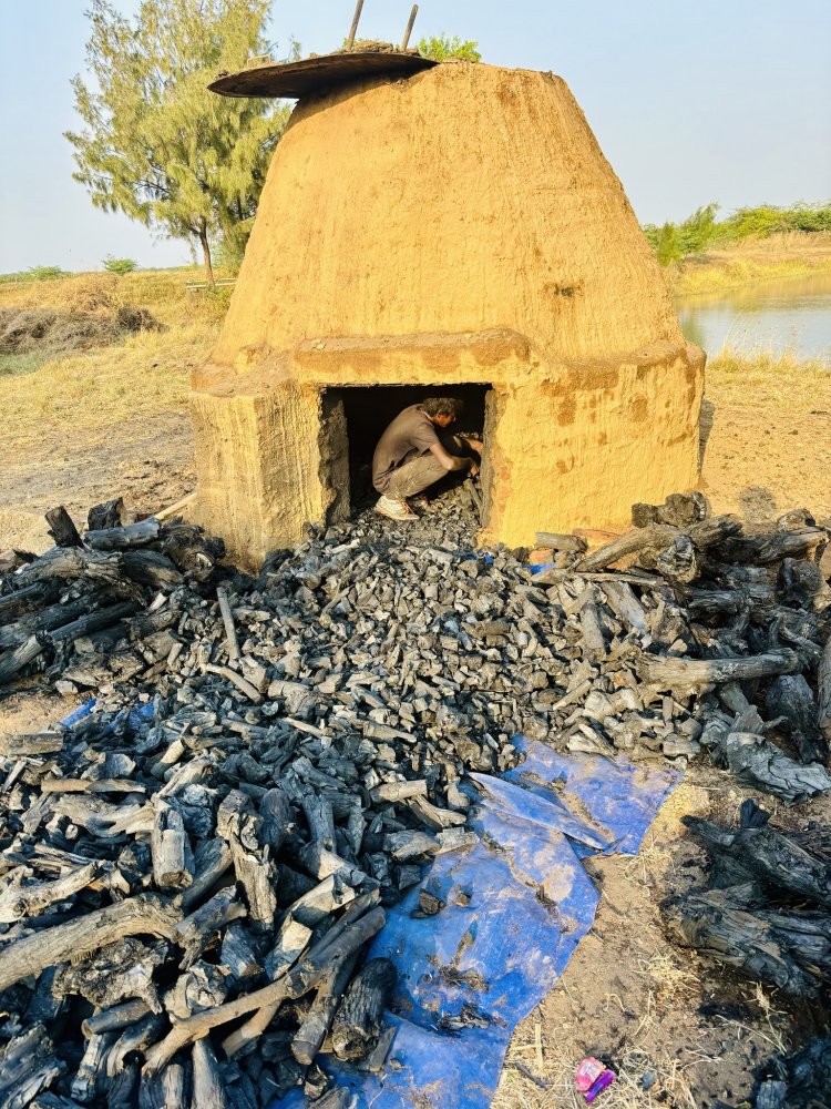 First lot of stable and carbon rich Biochar prepared in indigenous low cost, high efficient wood and organic matter pyrolysis Kiln set on fire on January 17, was opened and harvested by Hon'ble Vice-Chancellor Dr. Z. P. Patel on January 20, 2024 at Coastal Soil Salinity Research Station, NAU, Danti.