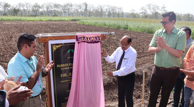 Rubber Plants Corridor was planned and commissioned in Navsari Agricultural University by the Hon’ble Vice-Chancellor Dr. Z. P. Patel on April 02, 2024.