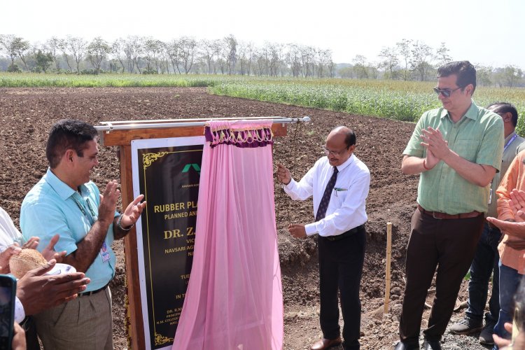 Rubber Plants Corridor was planned and commissioned in Navsari Agricultural University by the Hon’ble Vice-Chancellor Dr. Z. P. Patel on April 02, 2024.