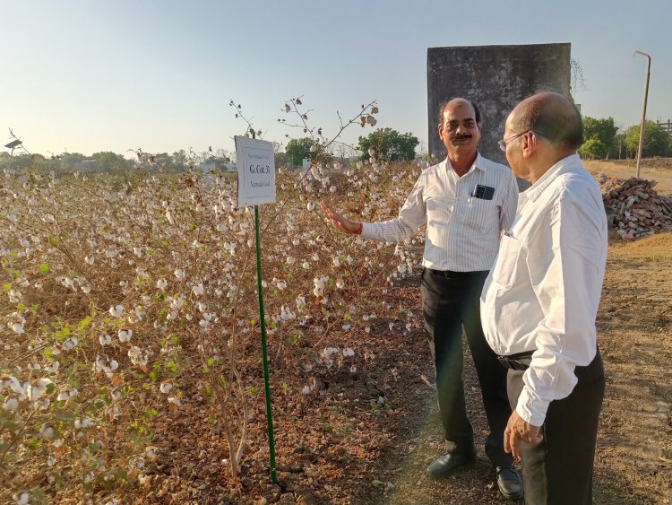 Hon’ble Vice Chancellor Dr. Z. P. Patel visited Regional Cotton Research Station, Bharuch on April 23, 2024 along with Dr. V. A. Solanki, Member of Academic Council