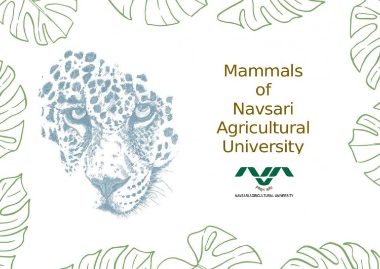 Jyotirmay Ulva, an undergraduate forestry student, has authored three booklets titled “Mammals, Birds & Reptiles of NAU.” These booklets were warmly launched by the Hon’ble Vice-Chancellor Dr. Z. P. Patel.