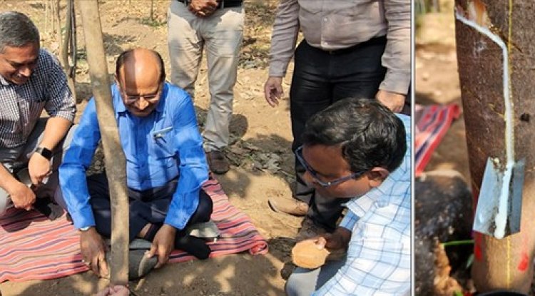 NAU Navsari, under the dynamic leadership of Hon’ble Vice-Chancellor Dr. Z. P. Patel, created a history on February 6, 2025, by successfully extracting latex from rubber plants grown at the Hill Millets Research Station, Rambhas Farm, Waghai. 