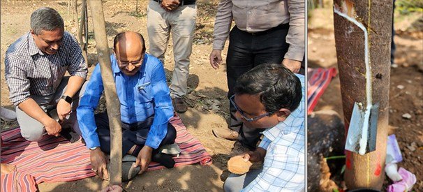 NAU Navsari, under the dynamic leadership of Hon’ble Vice-Chancellor Dr. Z. P. Patel, created a history on February 6, 2025, by successfully extracting latex from rubber plants grown at the Hill Millets Research Station, Rambhas Farm, Waghai. 