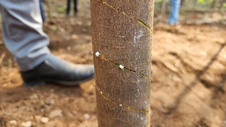 NAU Navsari, under the dynamic leadership of Hon’ble Vice-Chancellor Dr. Z. P. Patel, created a history on February 6, 2025, by successfully extracting latex from rubber plants grown at the Hill Millets Research Station, Rambhas Farm, Waghai. 