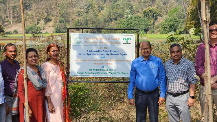 NAU Navsari, under the dynamic leadership of Hon’ble Vice-Chancellor Dr. Z. P. Patel, created a history on February 6, 2025, by successfully extracting latex from rubber plants grown at the Hill Millets Research Station, Rambhas Farm, Waghai. 