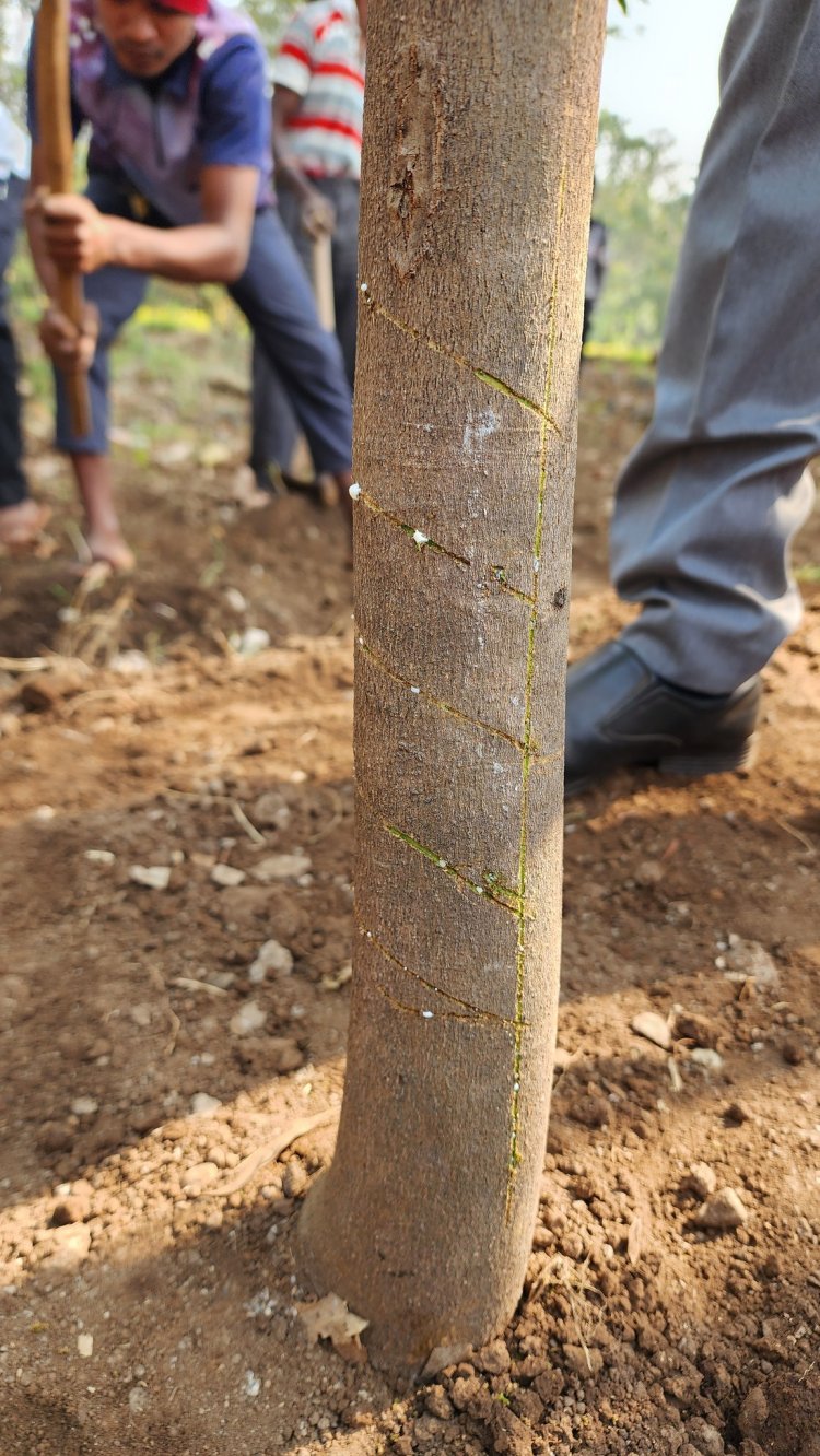 NAU Navsari, under the dynamic leadership of Hon’ble Vice-Chancellor Dr. Z. P. Patel, created a history on February 6, 2025, by successfully extracting latex from rubber plants grown at the Hill Millets Research Station, Rambhas Farm, Waghai. 