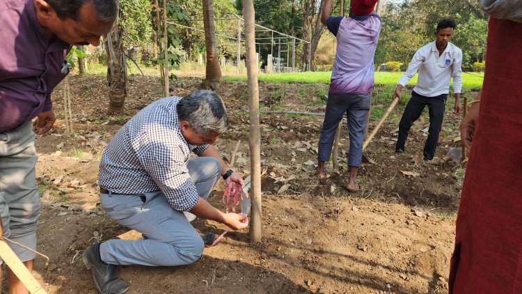 NAU Navsari, under the dynamic leadership of Hon’ble Vice-Chancellor Dr. Z. P. Patel, created a history on February 6, 2025, by successfully extracting latex from rubber plants grown at the Hill Millets Research Station, Rambhas Farm, Waghai. 