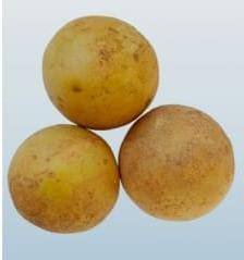 Release of New Sapota Variety 'Gandevi Murabba: Gujarat Sapota-1' by NAU, Gandevi