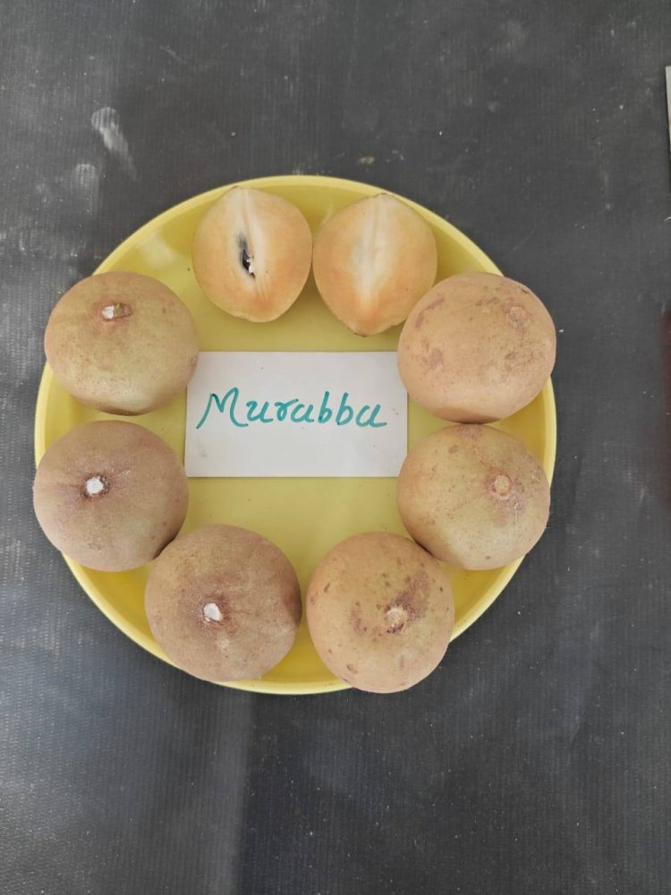Release of New Sapota Variety 'Gandevi Murabba: Gujarat Sapota-1' by NAU, Gandevi