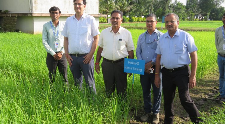 Hon’ble Vice-Chancellor Dr. R. M. Naik, Navsari Agricultural University (NAU), Navsari visited the Rambhas Farm and Rajendrapur Farm of the Hill Millet Research Station, NAU, Waghai on 9th September 2026.