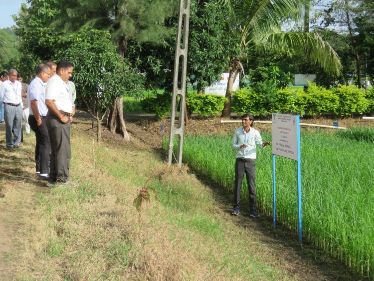 Hon’ble Vice-Chancellor Dr. R. M. Naik, Navsari Agricultural University (NAU), Navsari visited the Rambhas Farm and Rajendrapur Farm of the Hill Millet Research Station, NAU, Waghai on 9th September 2026.