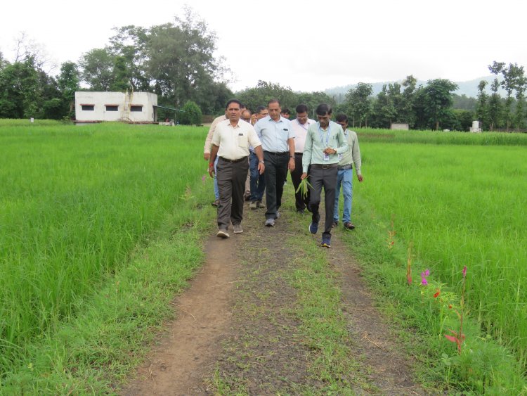 Hon’ble Vice-Chancellor Dr. R. M. Naik, Navsari Agricultural University (NAU), Navsari visited the Rambhas Farm and Rajendrapur Farm of the Hill Millet Research Station, NAU, Waghai on 9th September 2026.