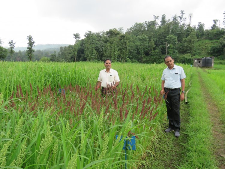 Hon’ble Vice-Chancellor Dr. R. M. Naik, Navsari Agricultural University (NAU), Navsari visited the Rambhas Farm and Rajendrapur Farm of the Hill Millet Research Station, NAU, Waghai on 9th September 2026.