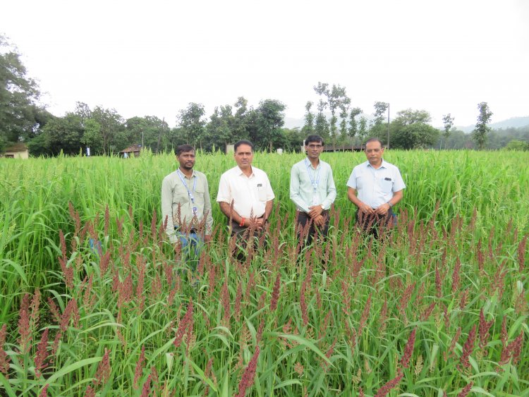 Hon’ble Vice-Chancellor Dr. R. M. Naik, Navsari Agricultural University (NAU), Navsari visited the Rambhas Farm and Rajendrapur Farm of the Hill Millet Research Station, NAU, Waghai on 9th September 2026.