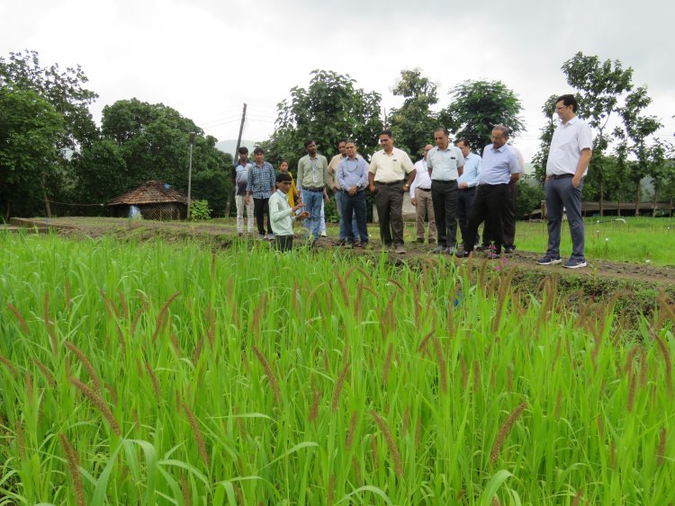 Hon’ble Vice-Chancellor Dr. R. M. Naik, Navsari Agricultural University (NAU), Navsari visited the Rambhas Farm and Rajendrapur Farm of the Hill Millet Research Station, NAU, Waghai on 9th September 2026.