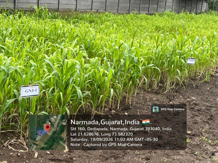 Hon’ble Vice-Chancellor, NAU, Navsari, Dr. R.M.Naik visited the strengthened Natural Farming facilities at Krishi Vigyan Kendra (KVK), Dediapada, Narmada on 19.09.2026.
