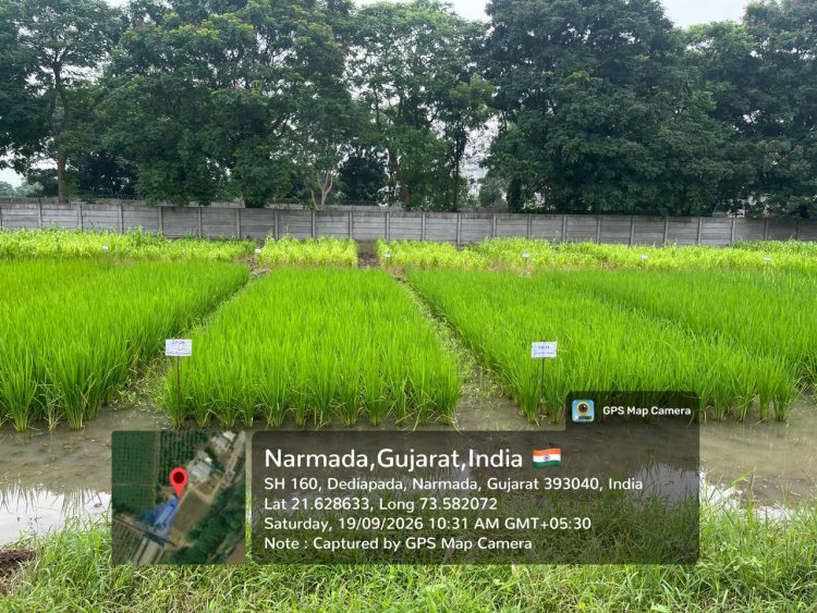 Hon’ble Vice-Chancellor, NAU, Navsari, Dr. R.M.Naik visited the strengthened Natural Farming facilities at Krishi Vigyan Kendra (KVK), Dediapada, Narmada on 19.09.2026.