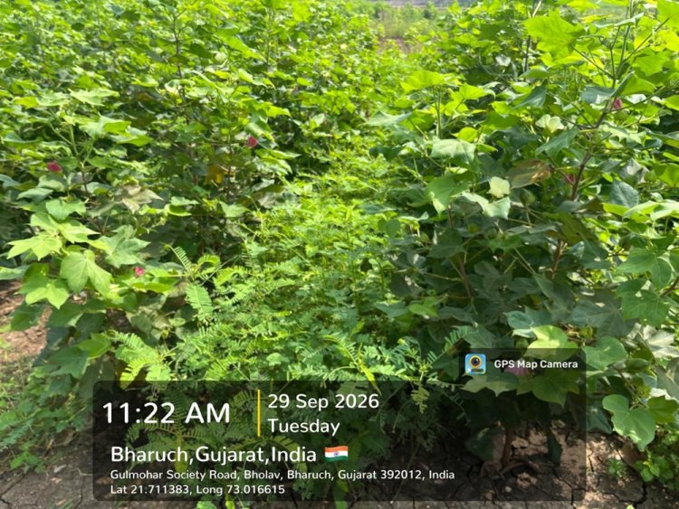 Hon’ble Vice-Chancellor, NAU, Navsari, Dr. R. M. Naik visited the Natural Farming demonstration and research facilities at the College of Agriculture, Bharuch.