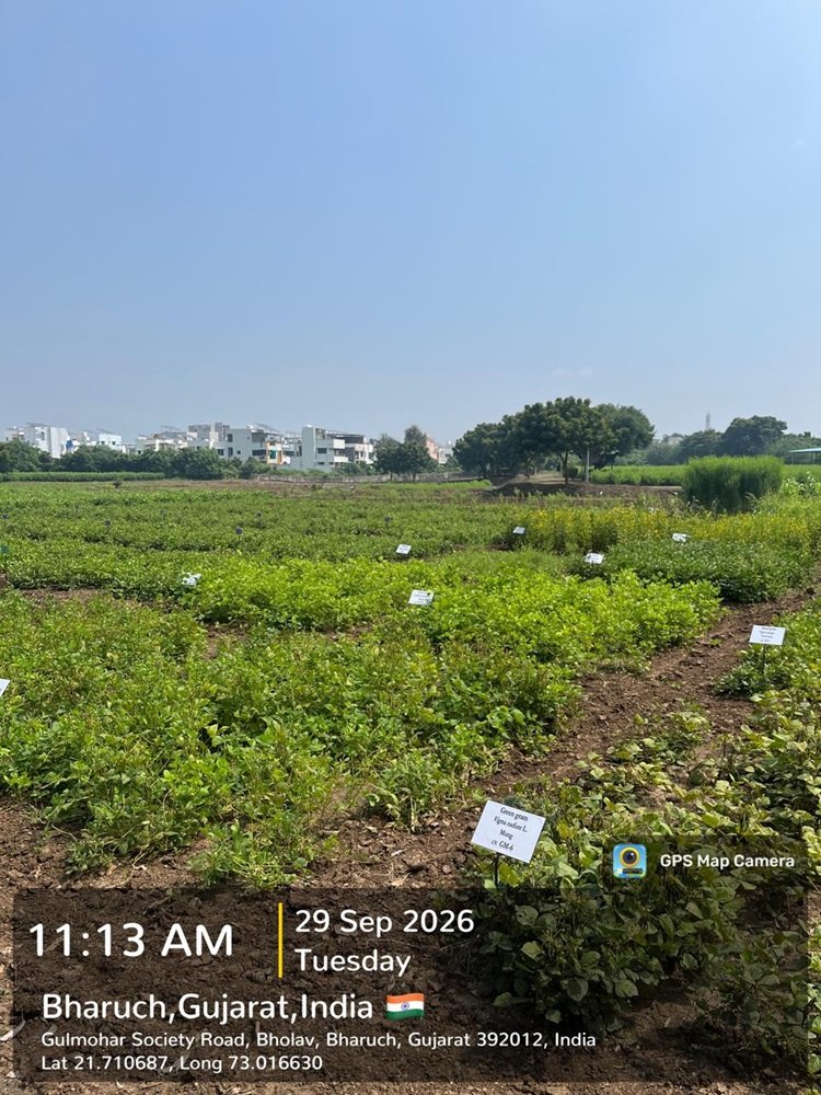 Hon’ble Vice-Chancellor, NAU, Navsari, Dr. R. M. Naik visited the Natural Farming demonstration and research facilities at the College of Agriculture, Bharuch.