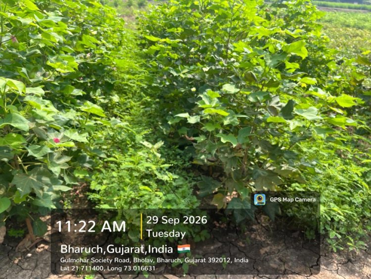 Hon’ble Vice-Chancellor, NAU, Navsari, Dr. R. M. Naik visited the Natural Farming demonstration and research facilities at the College of Agriculture, Bharuch.