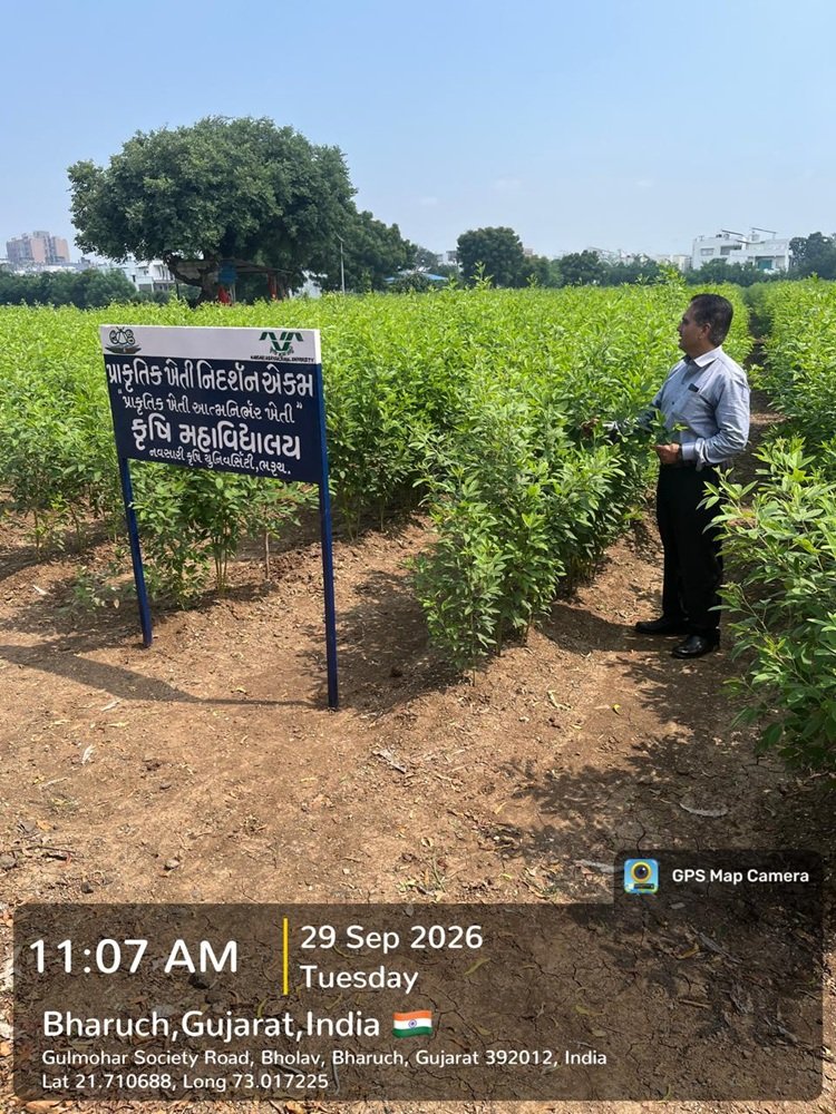 Hon’ble Vice-Chancellor, NAU, Navsari, Dr. R. M. Naik visited the Natural Farming demonstration and research facilities at the College of Agriculture, Bharuch.