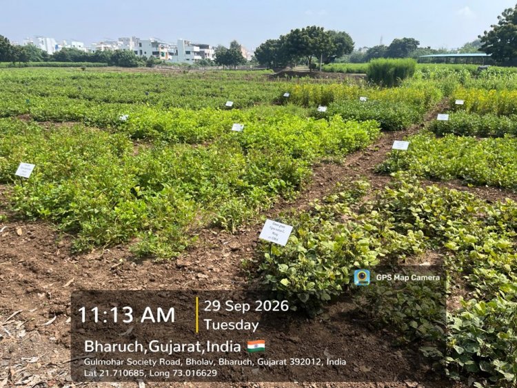 Hon’ble Vice-Chancellor, NAU, Navsari, Dr. R. M. Naik visited the Natural Farming demonstration and research facilities at the College of Agriculture, Bharuch.