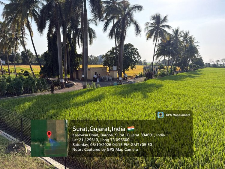 Hon’ble Vice-Chancellor Dr. R. M. Naik Makes Surprise Visit to Wheat Research Station, NAU, Bardoli
