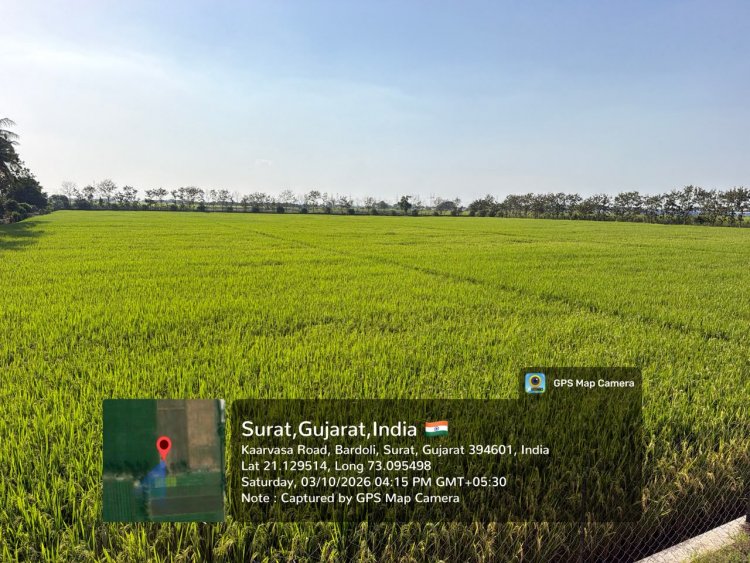 Hon’ble Vice-Chancellor Dr. R. M. Naik Makes Surprise Visit to Wheat Research Station, NAU, Bardoli