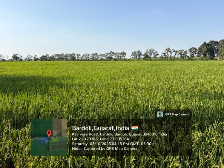 Hon’ble Vice-Chancellor Dr. R. M. Naik Makes Surprise Visit to Wheat Research Station, NAU, Bardoli