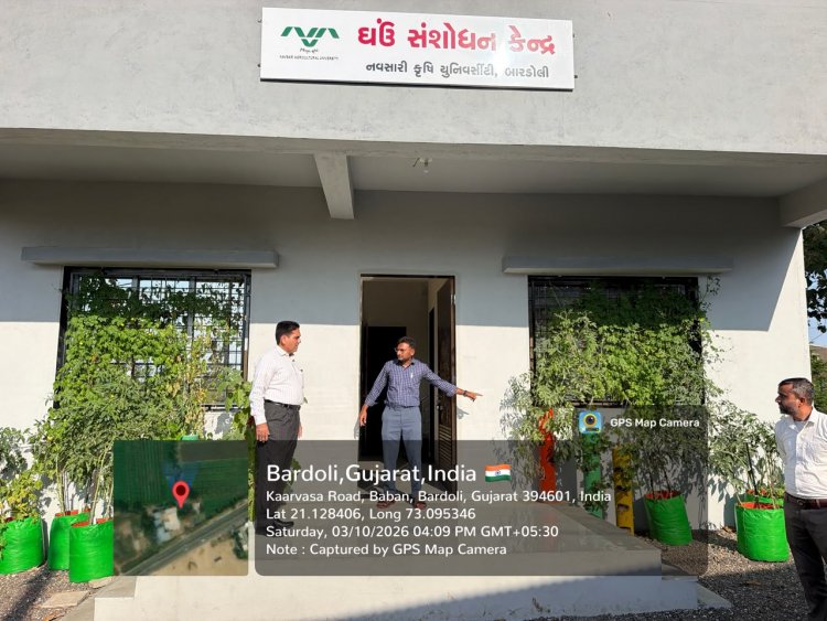 Hon’ble Vice-Chancellor Dr. R. M. Naik Makes Surprise Visit to Wheat Research Station, NAU, Bardoli