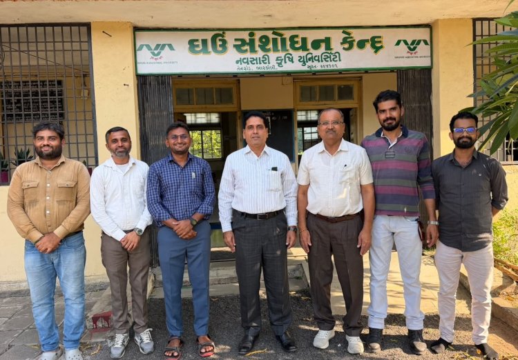 Hon’ble Vice-Chancellor Dr. R. M. Naik Makes Surprise Visit to Wheat Research Station, NAU, Bardoli